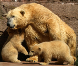 Eisbären im Rostocker Zoo
