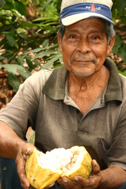 Kakaoschote aus Fairem Anbau
