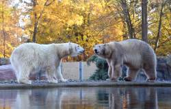 Eisbären im Rostocker Zoo.