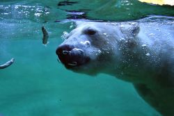Eisbär im Polarium des Zoo Rostock