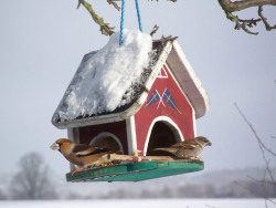 Vögel am verschneiten Vogelhaus