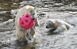 Eisbärenzwillinge Kaja und Skadi spielen im Wasser