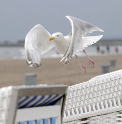 Fliegende Möwe
