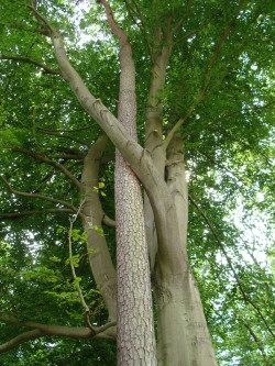 Bäume im Barnstorfer Wald.