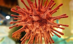 Coronavirus SARS-CoV-2