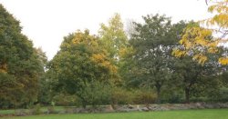 Laubbäume
