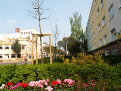 Baeume Dethardingstraße