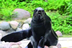 Seebär im Zoo Rostock