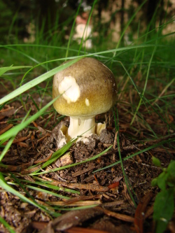 Grüner Knollenblätterpilz jung