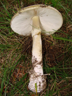 Grüner Knollenblätterpilz 