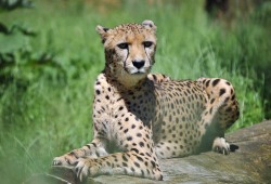 Gepard im Zoo Rostock