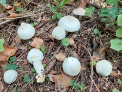 Giftchampignon