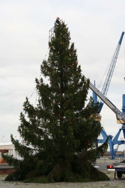 Der beleuchtete Weihnachtsbaum an seinem Standort im Rostocker Stadthafen.