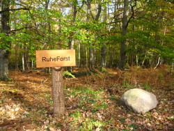 Blick in den RuheForst