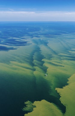 Blaualgen in der Ostsee