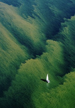 Blaualgen in der Ostsee