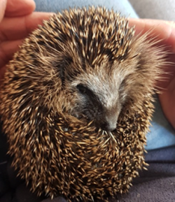 Igel sollen geschützt werden.