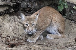 Noch etwas scheu zeigt sich das Luchsweibchen Isa bislang für Besucher und Kameras. Aber beide Tiere sind noch sehr jung und sollten nach einer Eingewöhnungszeit künftig öfter zu sehen sein. Für September wird Neuzugang Loke aus Schweden erwartet.