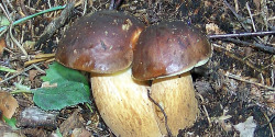 Pilze, Maronen
