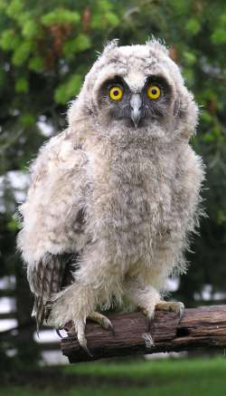 Eine junge Waldohreule (Asio otus)