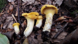 Pfifferlinge