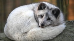Polarfuchs
