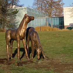 Fohlenpaar im Park am Schwanenteich_3