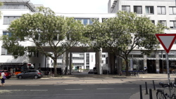 Blühende Schnurbäume in der Doberaner Straße