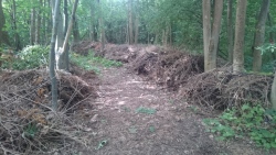 Illegale Grünschnittablagerungen im Wald