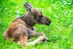 Junger Elch liegt auf einer Wiese in der Sonne.