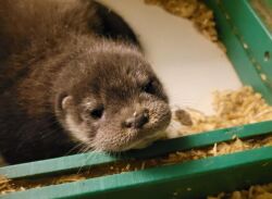 Erstmals Nachwuchs im Zoo Rostock: Das am 27. Juni geborene Otter-Mädchen wird vorbildlich von Mutter Heidi aufgezogen - über den Namen des Welpen kann derzeit auf Social Media abgestimmt werden.