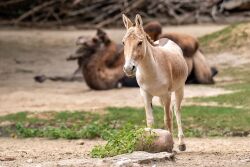 Neuzugang im Zoo Rostock: Der zweijährige Kulanhengst Mushu ist aus Berlin an die Ostseeküste gezogen und bereits für die Besucher auf der Außenanlage zu sehen.