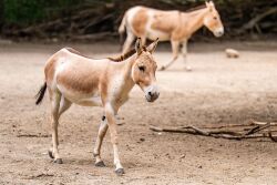Neuzugang im Zoo Rostock: Der zweijährige Kulanhengst Mushu ist aus Berlin an die Ostseeküste gezogen und bereits für die Besucher auf der Außenanlage zu sehen.