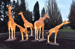 Noch ist der Zoo geschlossen, aber die Leuchtgiraffen machen Hoffnung auf das neue Jahr.