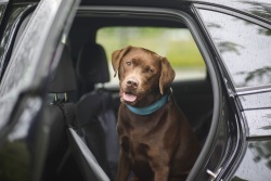 Hund Atze hechelt auf der Autorückbank bei geöffneter Wagentür.