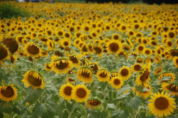 Sunflower fields
