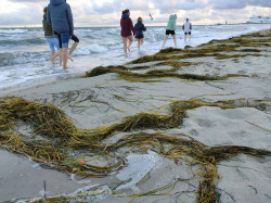 Gruppe Wassertreter in der Ostsee
