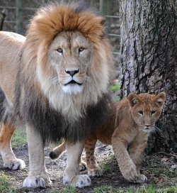 Löwenmädchen Zimbala mit Vater Cibejijk