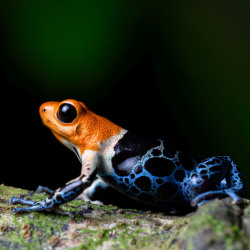 Der in Peru beheimateten Fantastischen Baumsteiger (Ranitomeya Fantastica) 