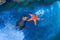 Seelöwe spielt mit einem Seestern