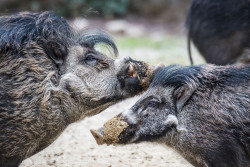 Pustelschweine