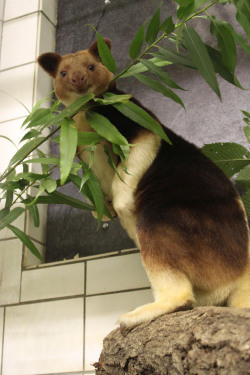 Baumkänguru im Baum