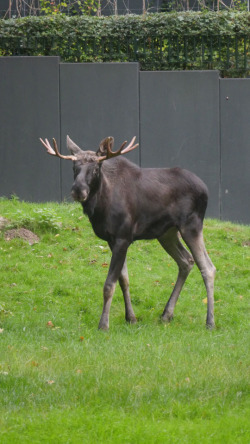Elchbulle  auf einer Wiese