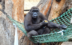 Gorilla Kwame 