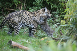 Schon ziemlich aktiv erkundet das Jaguarmädchen täglich das Revier und spielt gern mit seiner Mutter.