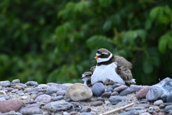 Eine Sandregenpfeifer-Mutter mit Jungvögeln auf dem Strand