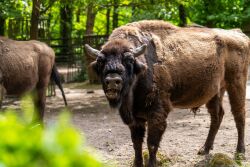 Wisent im Gehege