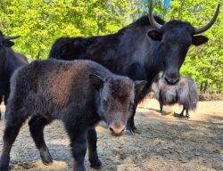 Yak mit Nachwuchs im Gehege