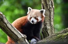 Begrüßung Pjat - Roter Panda Begrüßung Pjat - Roter Panda