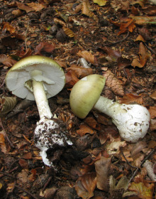 Grüner Knollenblätterpilz